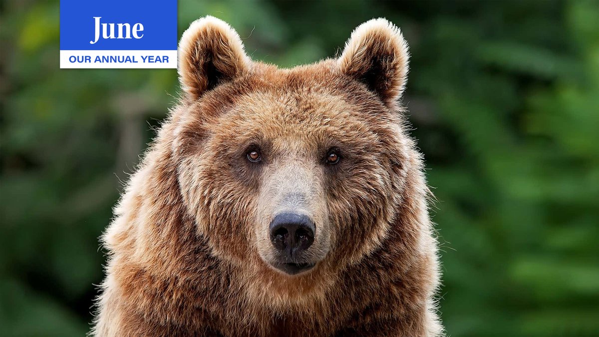 TheOnion's tweet photo. Bear’s Favorite Part Of Mauling Campers When They Throw Arms In Air To Look Bigger https://t.co/gDhXhbiDpN https://t.co/bjxzODYKss