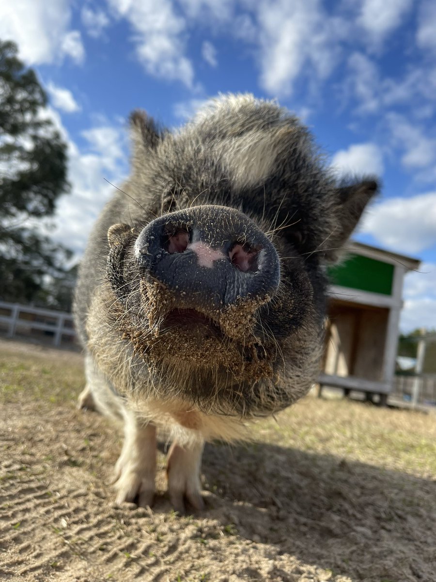 Celebrating Snouts Out Sunday and Winthrop is a pro!  #snoutsunday #pigs #farmsanctuarylife #farmsanctuary #pigsnout #pigsanctuary #pigrescue #sundayfunday #sundayvibes #snoutsoutsunday