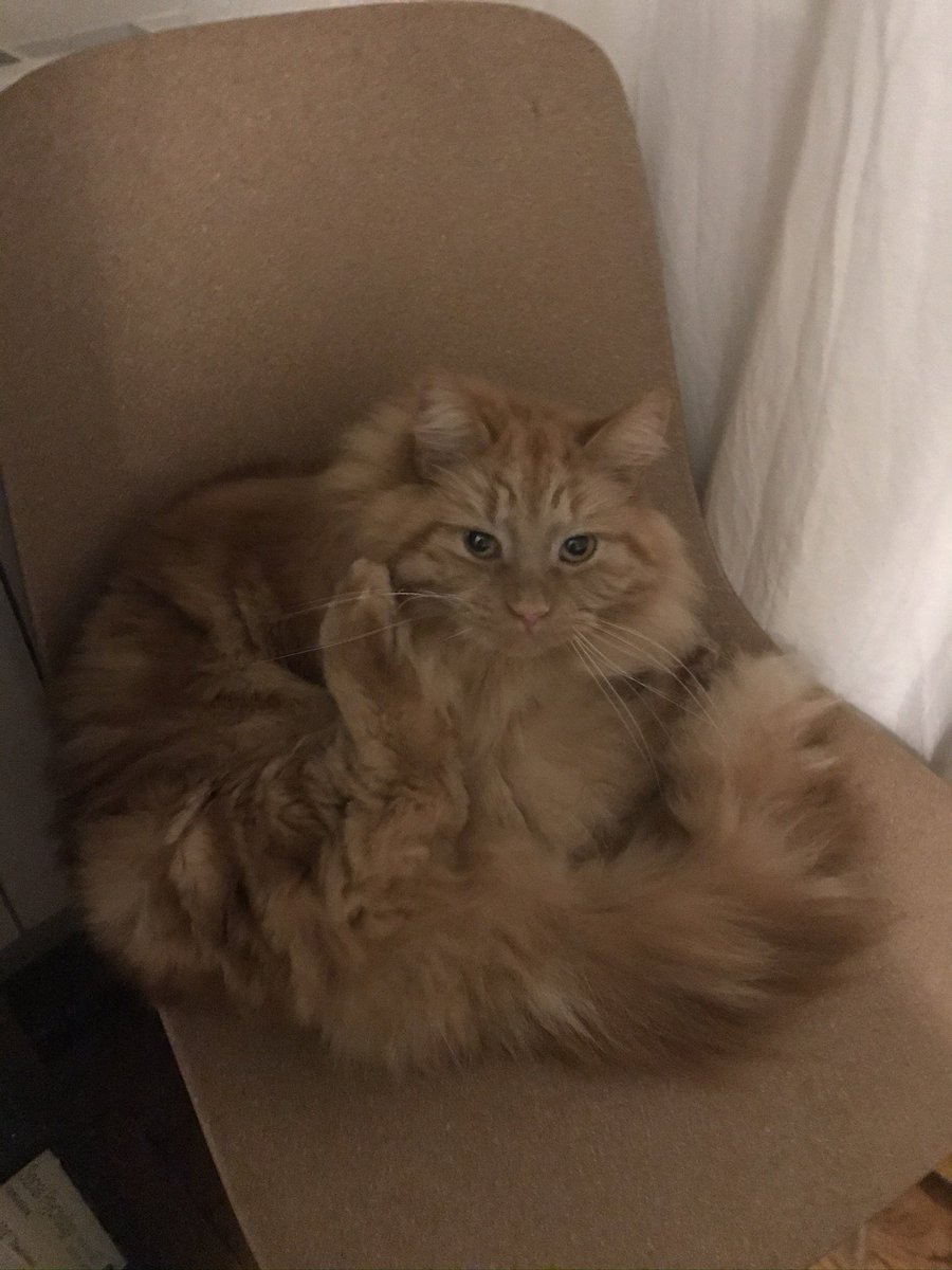 lizsilversmith's tweet photo. @JonTetrino @_dawnnmarie @parker_d_evans This is our Foxy, only half Maine coone but still a unit @WolfyFoxy3 @gordonpr1c3 https://t.co/b62nZX68AN