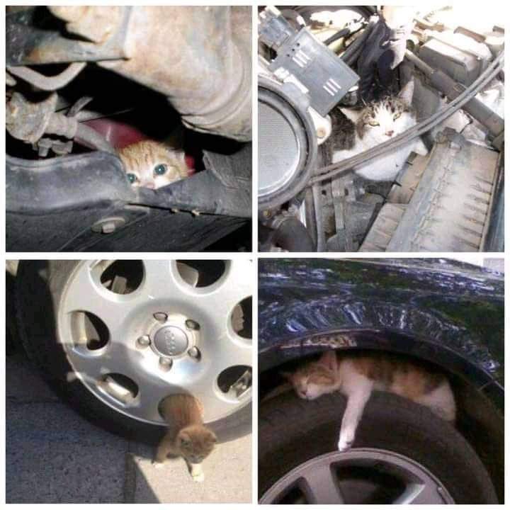 Now as the weather gets colder, cats might take shelter in cars to escape the cold. Please check your car before starting it whenever you have cats around the car.

تحقق دائمًا من محرك سيارتك في الشتاء قبل بدء تشغيل المحرك. القطط تدخل لمحركات السيارات للحفاظ في الليالي الباردة