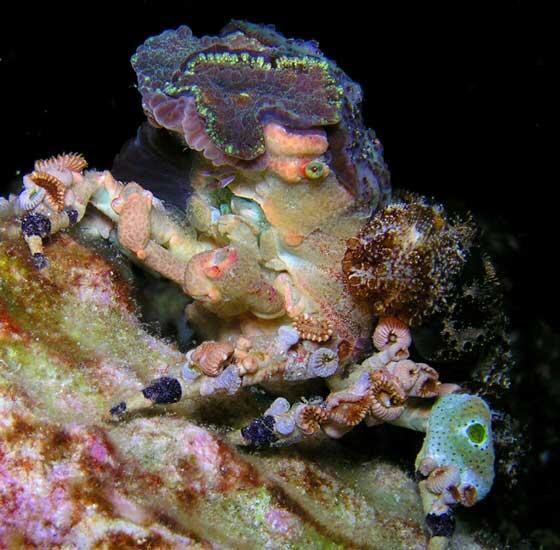 Weird_AnimaIs's tweet photo. Decorator crabs use materials from their environment to hide from predators. https://t.co/OZaeOiPVfp