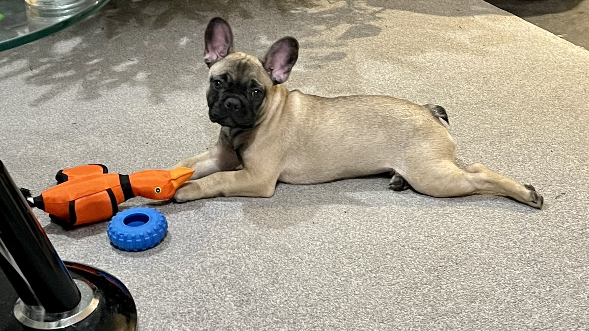 KarlBaker666's tweet photo. @PaddyMcGuinness The puppy has taken a liking to ours, so bald for the first third! https://t.co/MaeU3cEGDx