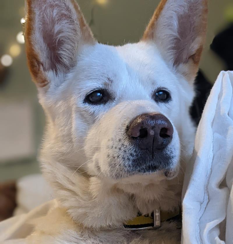 AdoptionsUk's tweet photo. Please retweet to help Zoe find a home #MANCHESTER #ENGLAND
German Shepherd Cross, aged 12. she settled well in a foster home, needs a forever home now. She would like to be the only pet in an adult home, please share ๐
https://t.co/TZ6czmkjpN
#BoxingDay #dofs #DogsofTwittter https://t.co/LGtrmxaA3f