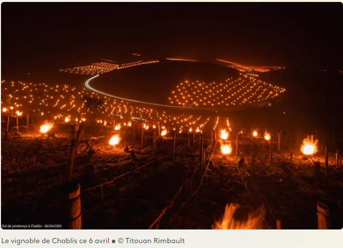 [Thread] Important épisode de douceur à venir. Quels impacts sur les cultures ? Va-t-on vivre la même scène qu'en 2021 : un débourrement précoce dû à la douceur, exposant la végétation au gel ? C'est pas si simple que cela. Un peu de science agroclimatique s'impose. A dérouler 👇