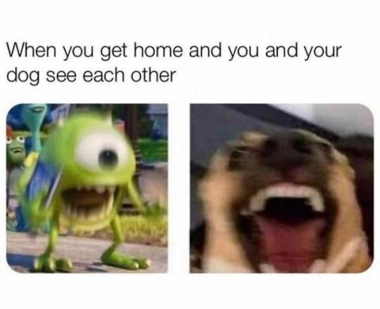 WholesomeMemes (@wholesomememe) on Twitter photo 