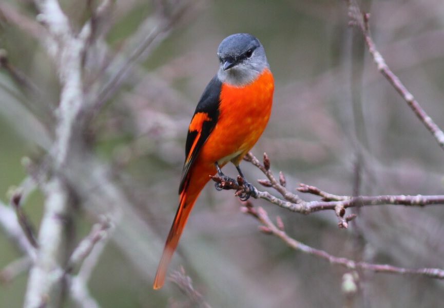 Taiwan Birding 台灣🐤 tweet media