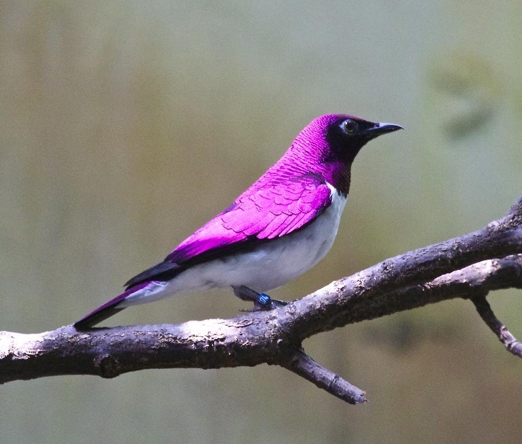Weird_AnimaIs's tweet photo. The beautiful Violet-backed starling is endemic to sub-Saharan Africa. https://t.co/4YWNhAsdQq