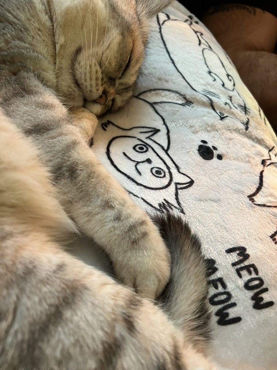 DebbieFutcher's tweet photo. Sunday snooze #CatsOfTwitter #meow https://t.co/hX149YjFnU