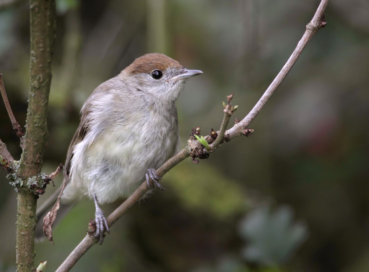 BTO Garden BirdWatch tweet media