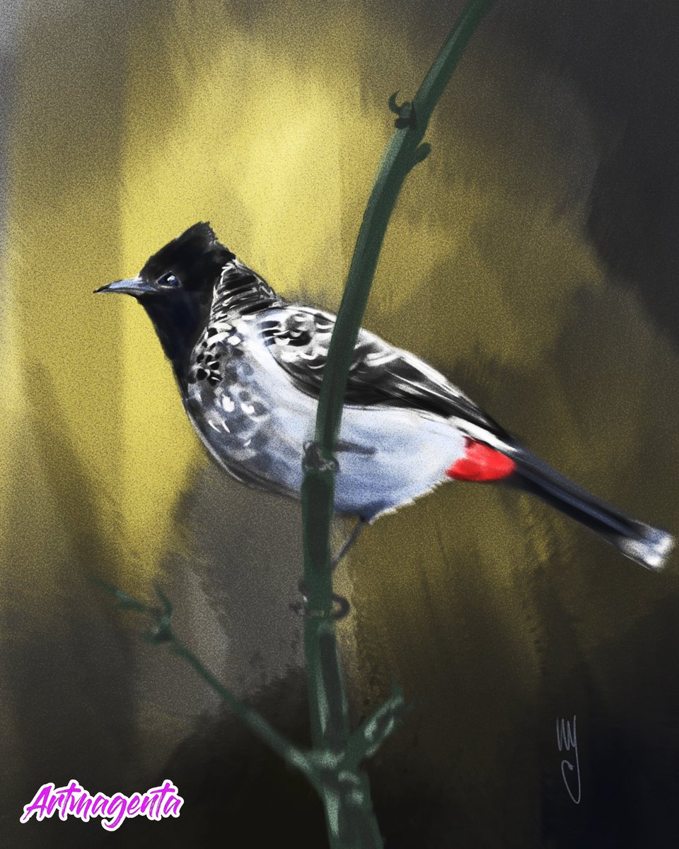 ammagenta's tweet photo. The red-vented bulbul (Pycnonotus cafer) is a member of the bulbul family. It is a resident breeder across the Indian subcontinent, including Sudan extending east to Jordan and parts of Algeria. It has been introduced in many other parts of the world. https://t.co/gXGqexLnV9