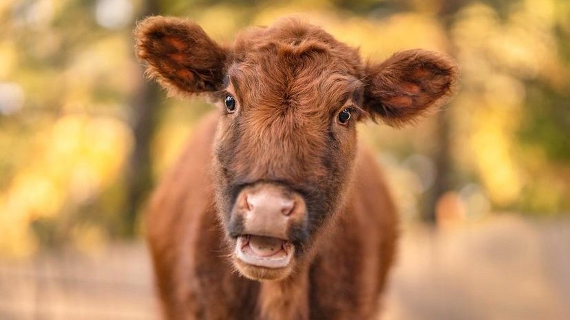 CowoftheDay1's tweet image. 📅 1st January 2022
🐮 Annie
🏷️ Instagram/sweetelliephotos
💕#animaloftheday