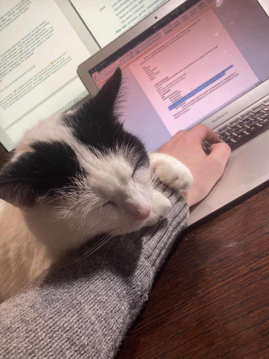 kaspervn's tweet photo. Help ik kan moeilijk typen #CatsofChristmas #CatsOfTwitter https://t.co/iTBbKShPNj