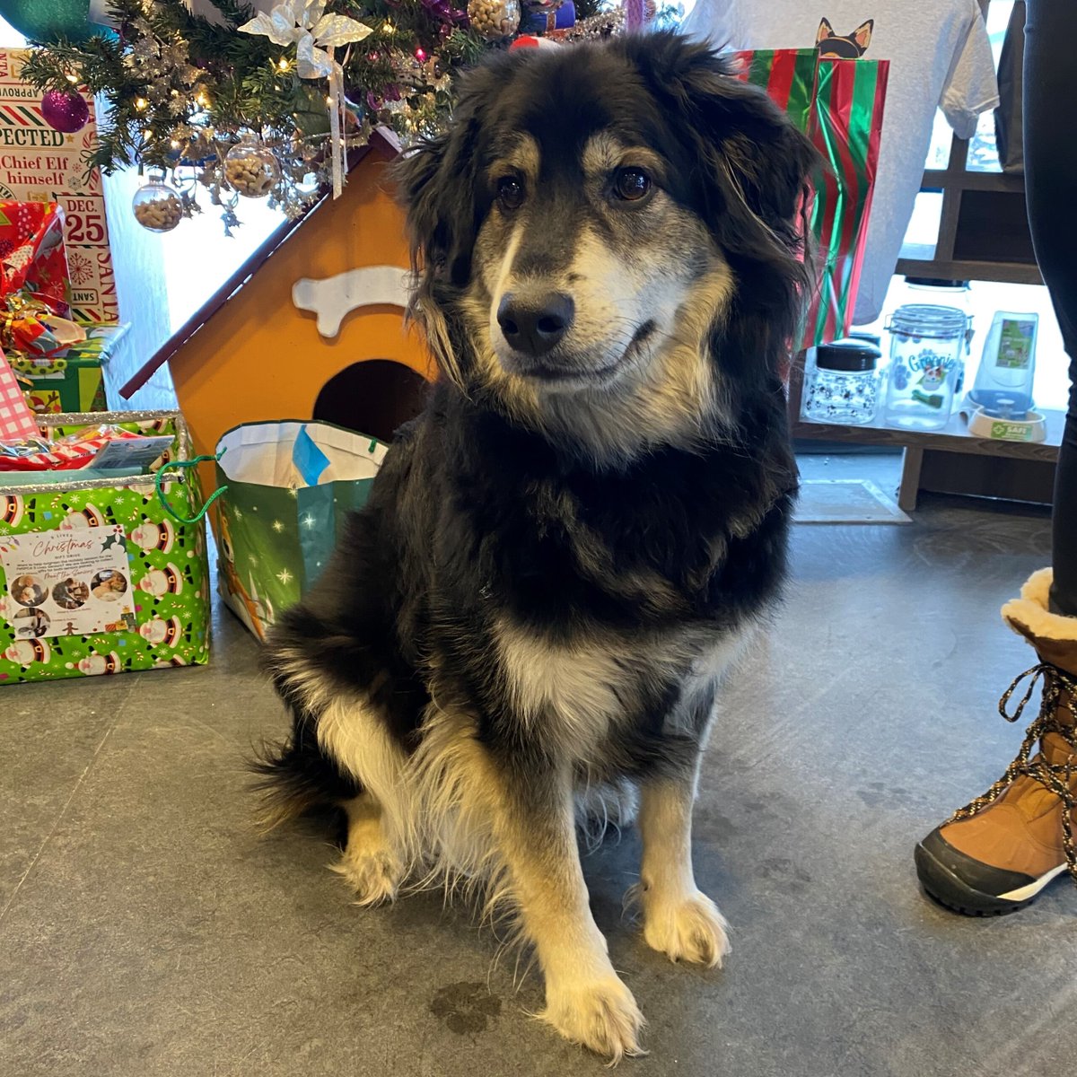 Dakoda is a beautiful girl that loves the outdoors. She loves going for long walks in the snow. She is very cuddly and will follow you everywhere. She does well with other dogs and children. She is house trained and knows her basic commands. fmspca.ca/adoptable-dogs/ #woof
