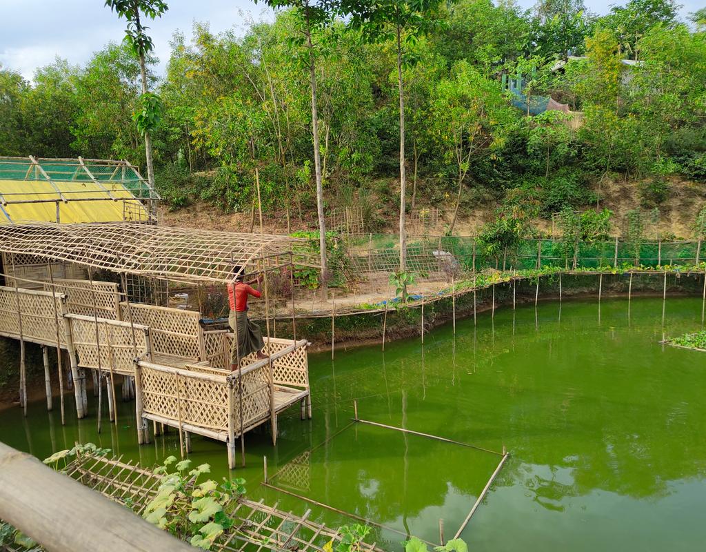 Many kinds of vegetables are grown by BRAC around this lake located in the camp (5)&amp;it's a fish farm too.
#Rohingya
#Refugee
#Farming
#Vegetables
#Fish
#Bangladesh