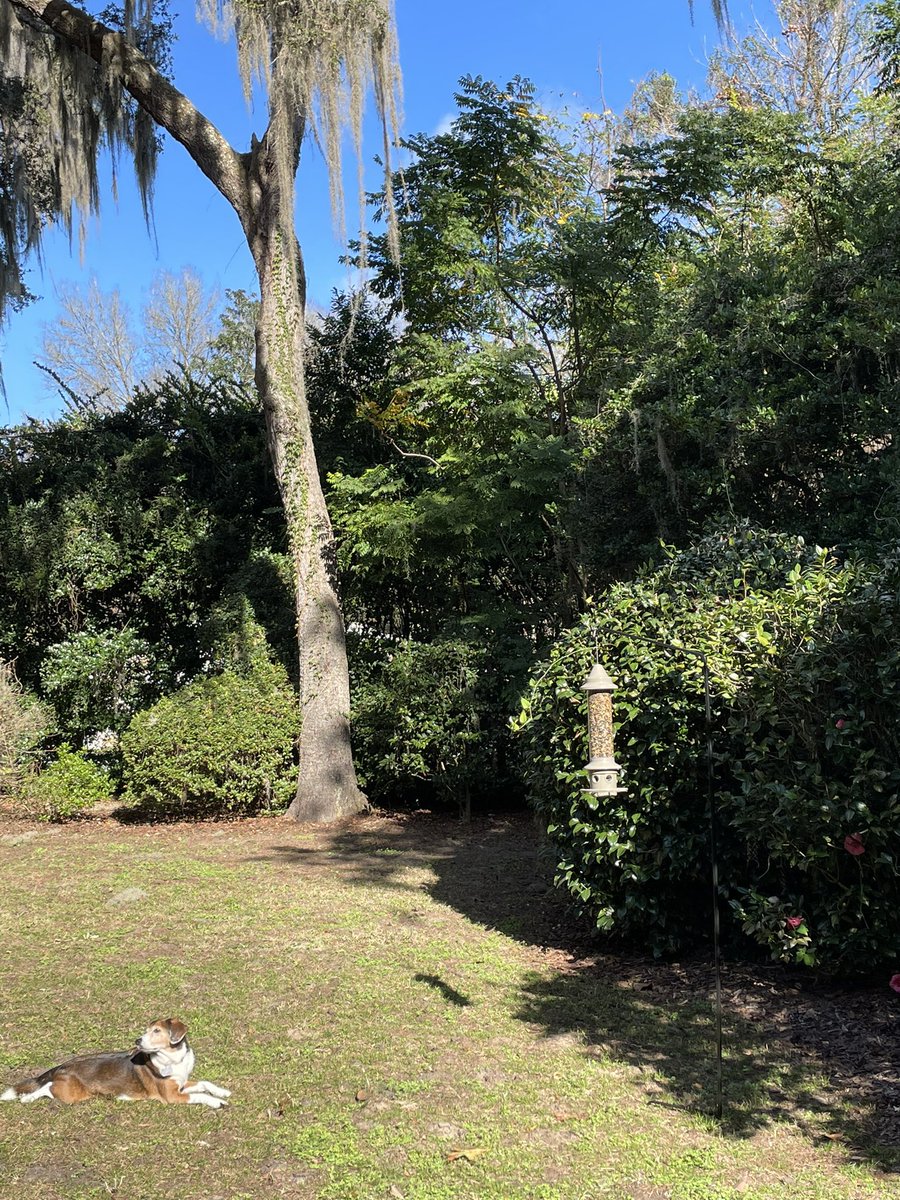 Truly living the high life with this new and improved bird feeder. Happy holidays to all the neighborhood cardinals and squirrels.