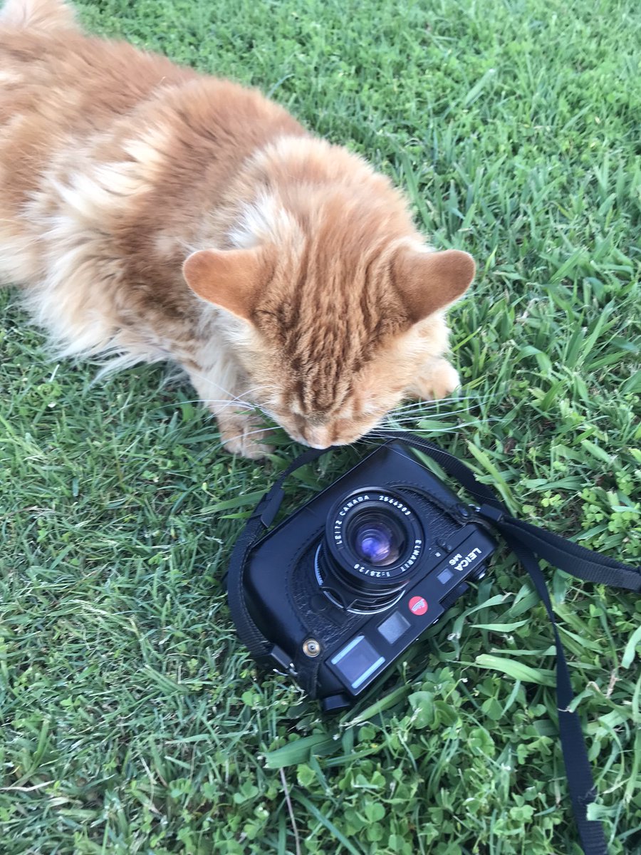 kylefbennett's tweet photo. Shot a few rolls of just the animals here 🐈 https://t.co/E9NeBBexxp