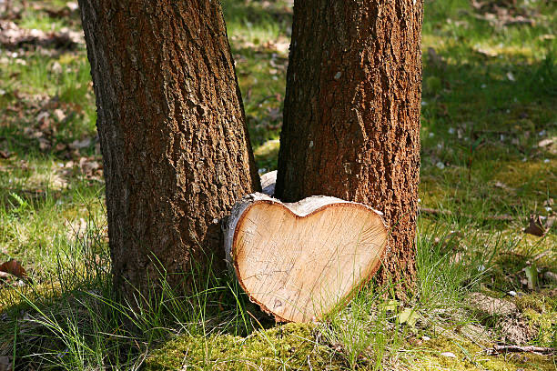 MrsMeenak's tweet photo. “Learn character from #trees,
   Values from roots, and
      #Change from leaves.”
#STOP_CUTTING_TREES  🌳 
Save greenary 
Save oxygen

#GoodEvening https://t.co/IYwUEkKGLS