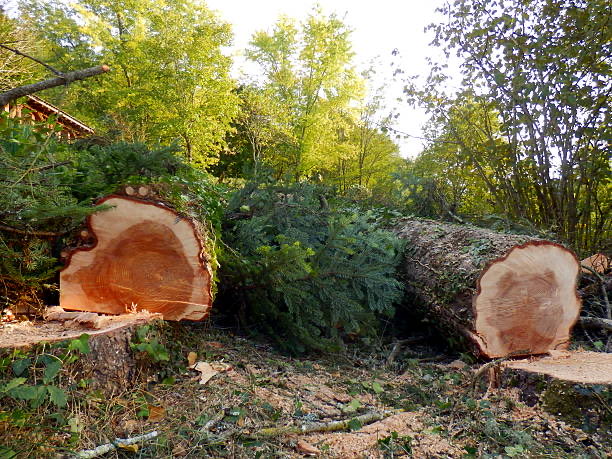 MrsMeenak's tweet photo. “Learn character from #trees,
   Values from roots, and
      #Change from leaves.”
#STOP_CUTTING_TREES  🌳 
Save greenary 
Save oxygen

#GoodEvening https://t.co/IYwUEkKGLS