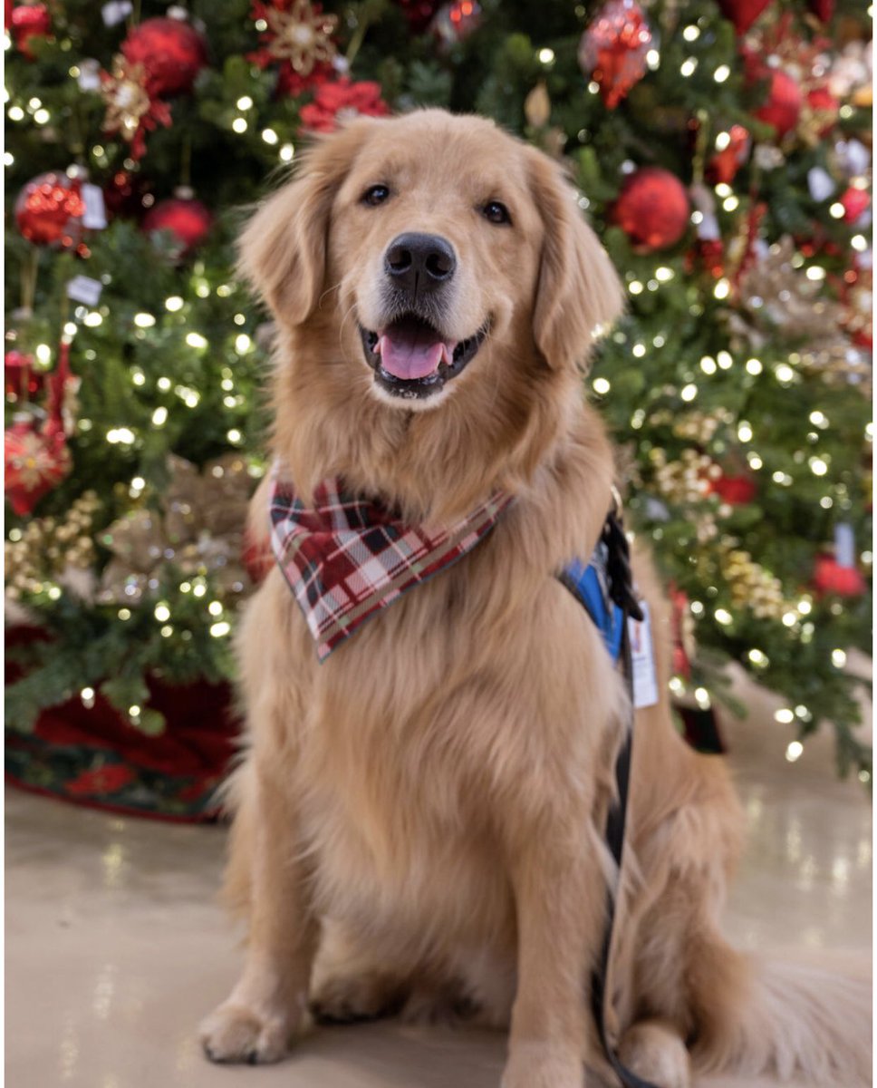 LCCK9Abraham's tweet photo. @BrittanyBabc7 Merry Christmas https://t.co/FBNLvSrmK4
