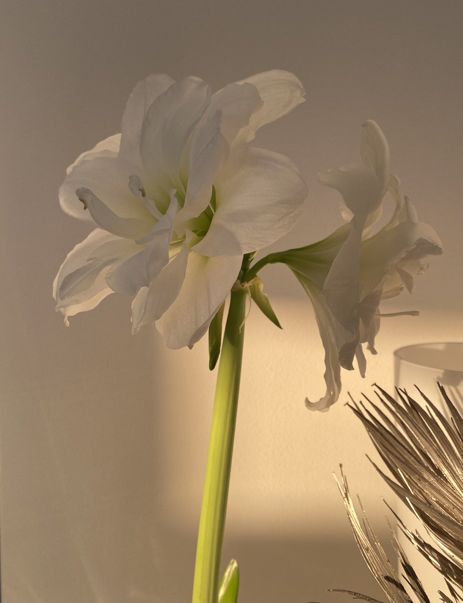 Aika mainio #kukka tällainen #Pirkka amaryllis. Sopuhinta Cittarissa, pukkaa kukkaa toisen perään ja ilmeisesti vieläpä #kotimainen. Hyvä ostos. 😀👍