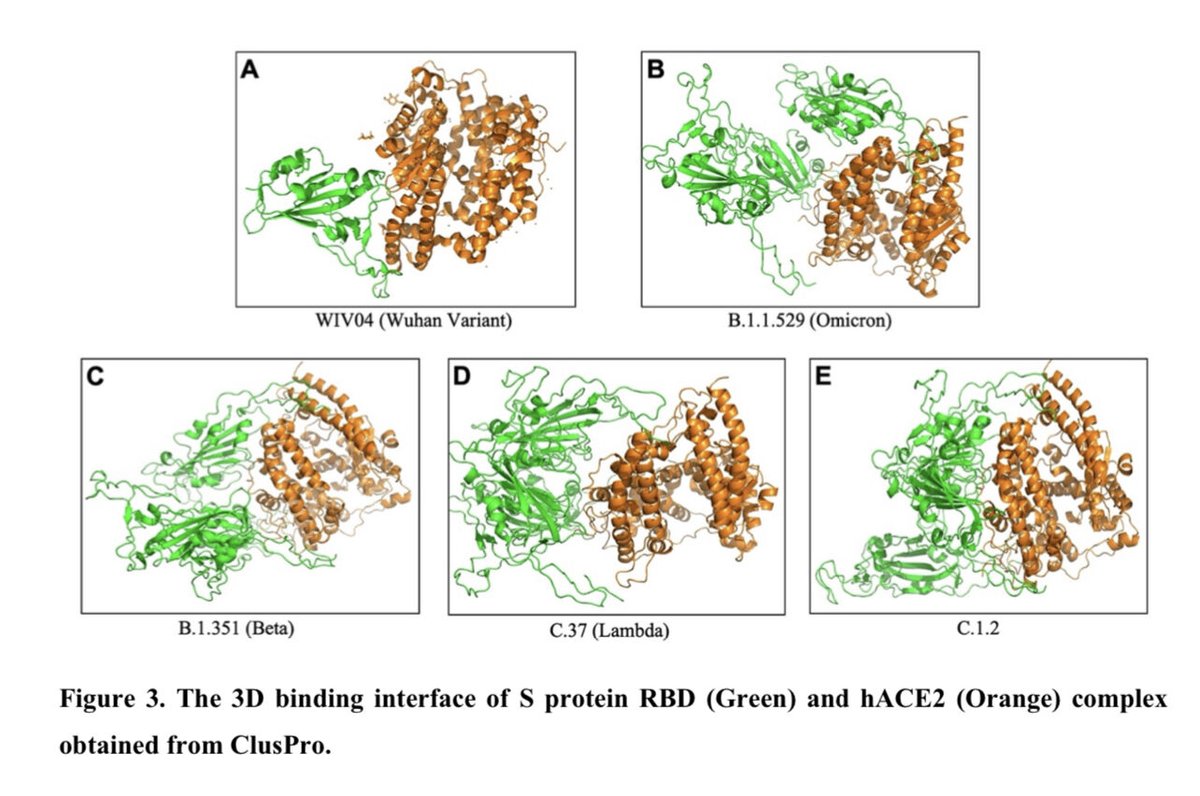 combatstrokeSL's tweet photo. New findings reveal that the #Omicron receptor binding domain #RBD interacts strongly with #hACE2 receptor with  an increased potential of infectivity and #vaccine evasion potential of the new variant. https://t.co/xEn338Ibb2