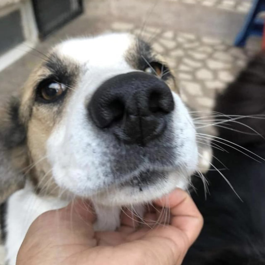 LendAPawRescue's tweet photo. CONKA, a totally sweet girl - loves fuss & cuddles - still available & currently in our Sheffield kennels. If you meet her you will 100% fall in love with her. Aged 5. Interested? Please DM us or message our Facebook Adoption Group
#dogs #AdoptDontShop
https://t.co/3OjbXVYGq5 https://t.co/2ASy6ywY9v