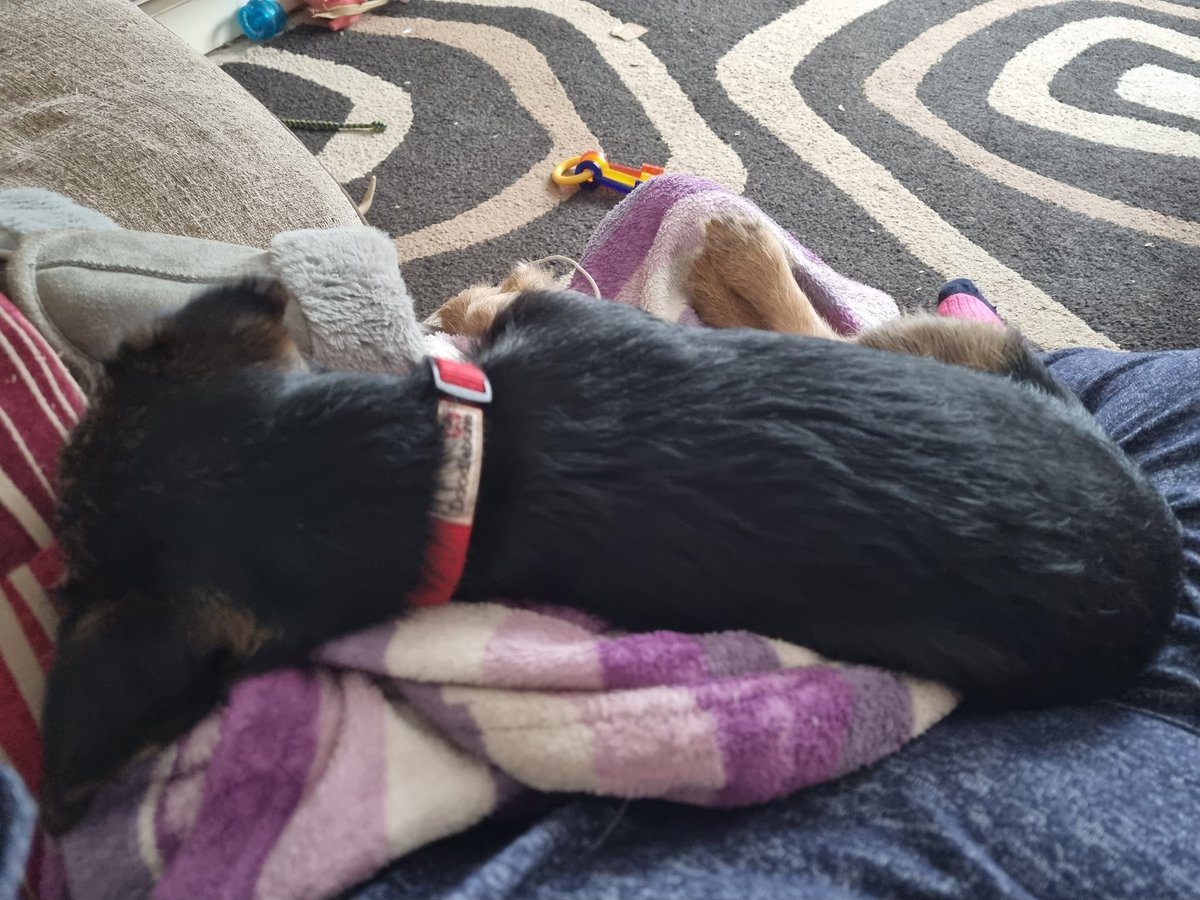 Nipper_BT's tweet photo. I luffs cuddles wiv me mum! #borderterrier #BTPosse #WarmLap https://t.co/45LBgbKleN