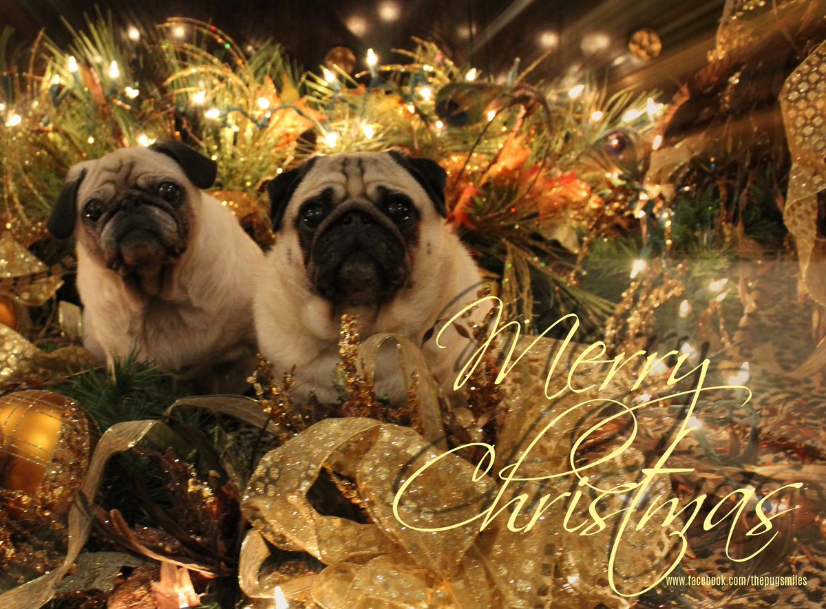 ThePugDuo's tweet photo. Merry Christmas q https://t.co/DT1iM1BPcO