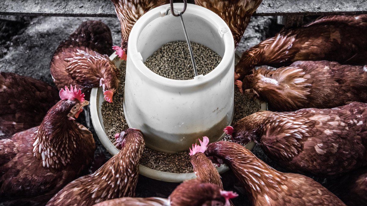 WOAH's tweet photo. The avian influenza virus can stay in the environment for long periods. 

It can be transmitted by: 
- movement of infected species from farm to farm 
- contaminated boots, vehicles and equipment 

Biosecurity is key to stop its further spread. https://t.co/UN5NPFtPst