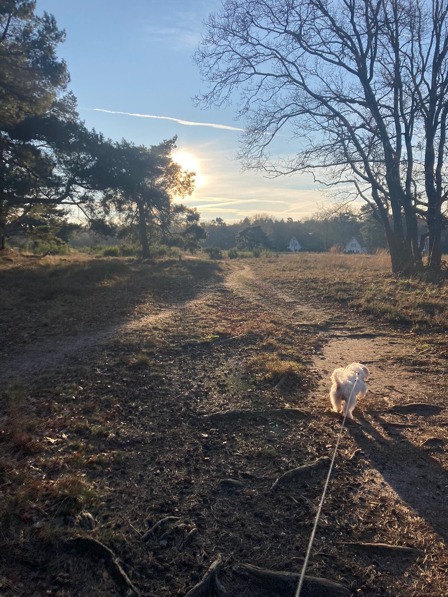 Wandeling op de hei van #Huizen met logeerhond Beau