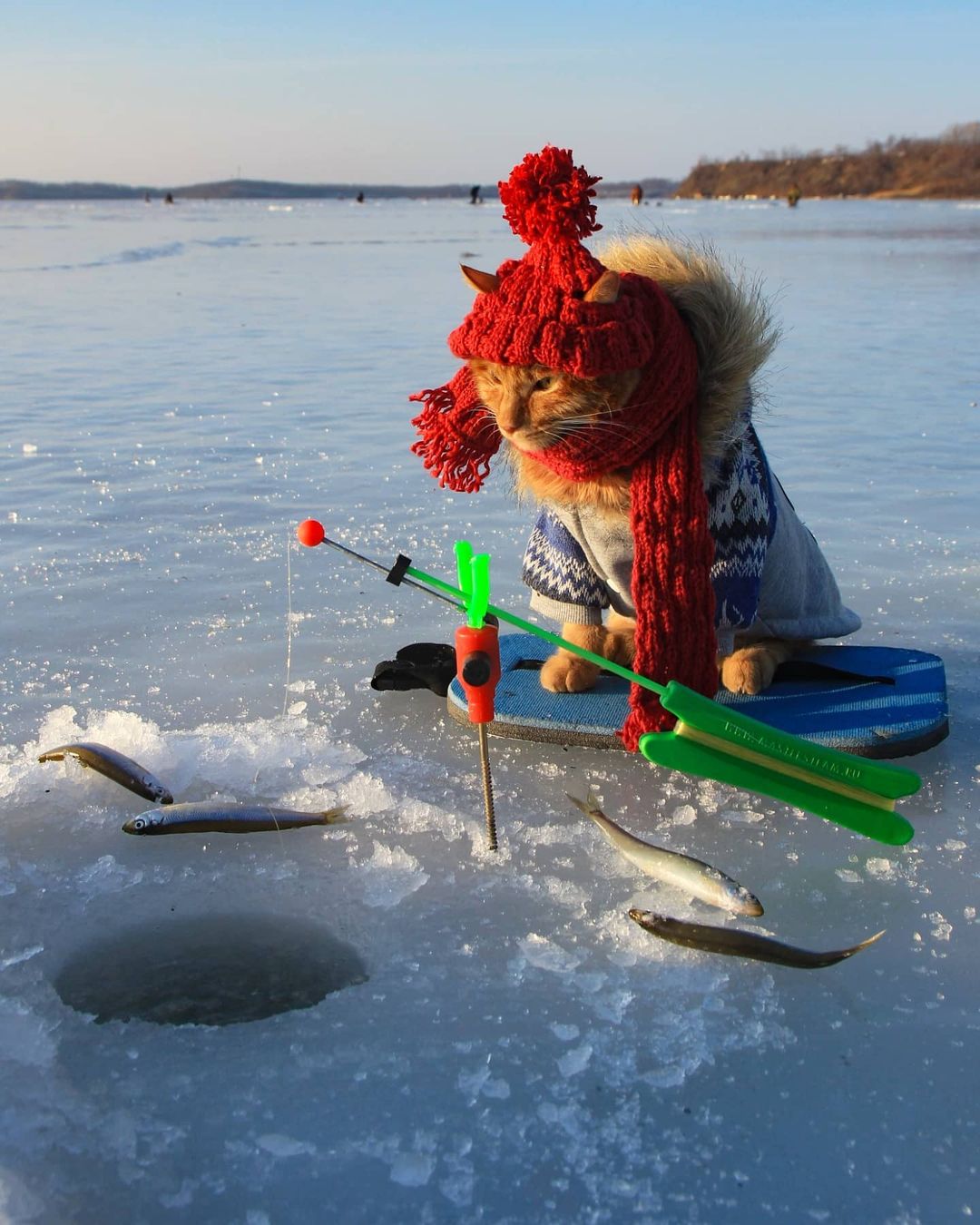 The Siberian Times on X: Ice fishing season is open in the Far