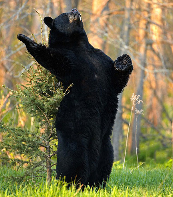 Bearsomez's tweet photo. https://t.co/fCaqkMz3o4
