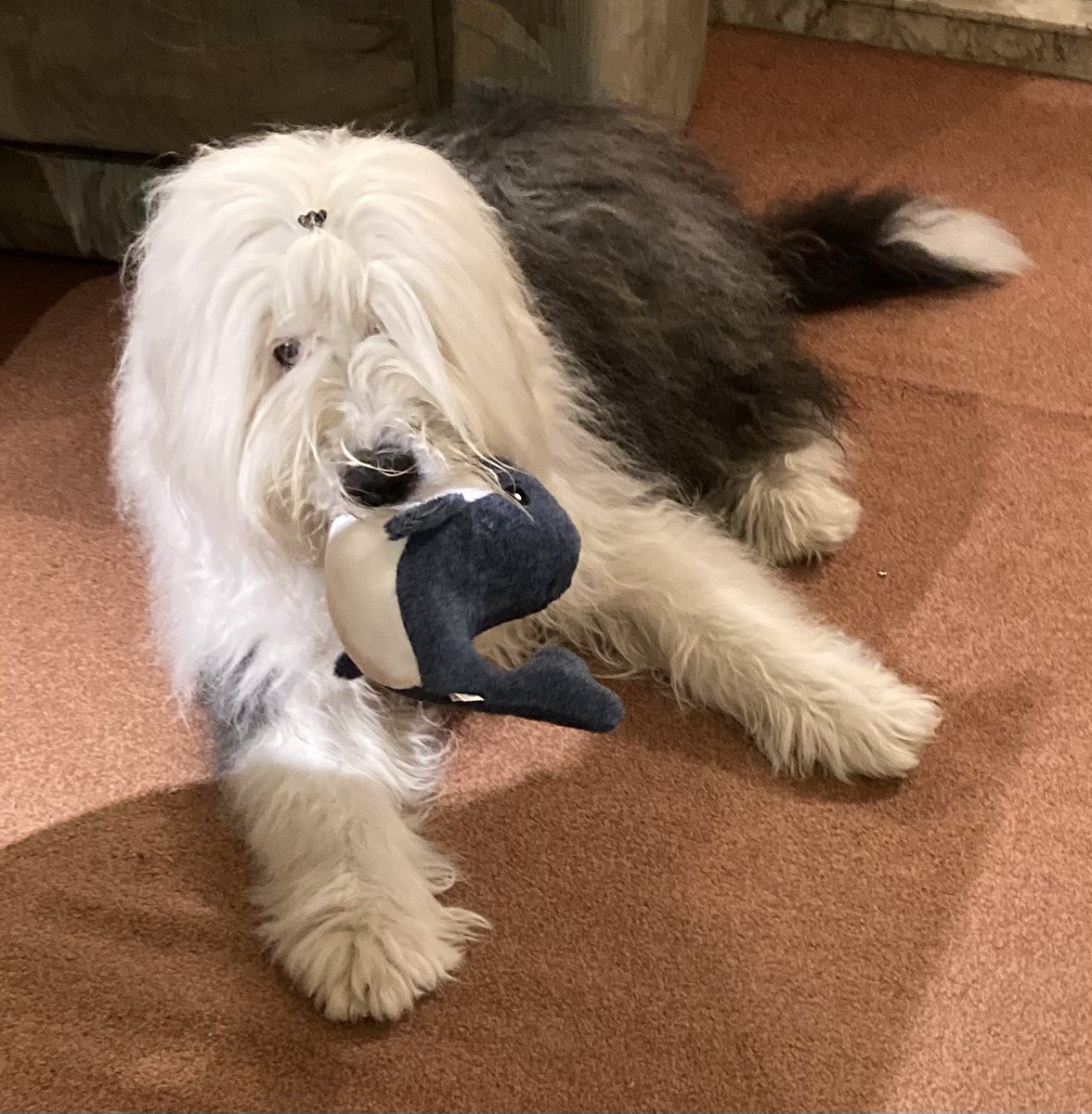 Having fun with my new whale toy that senior human sent me. 🎅🏼🎁🐋 #ChristmasAtHome