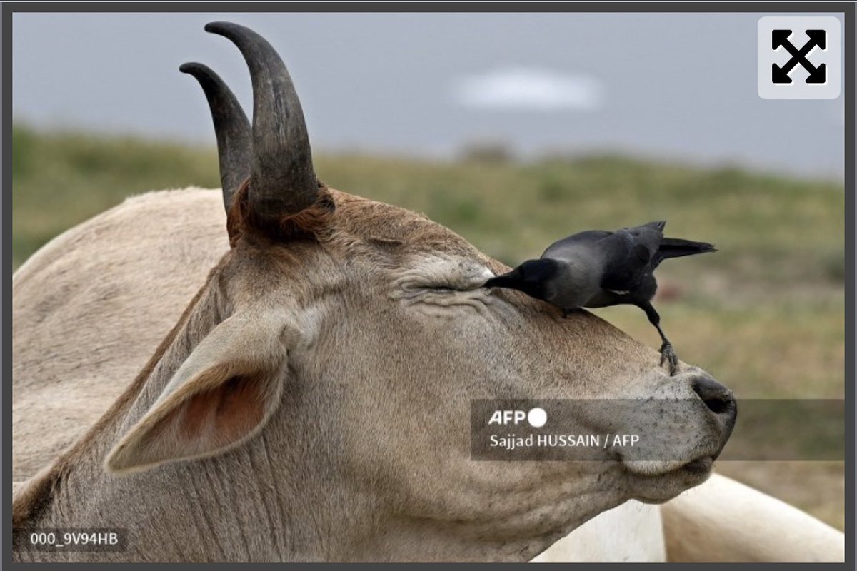 sajjadkmr's tweet photo. Delhi …..
#delhi #asia #cow #crow #perches https://t.co/Mdw5MxnqWU