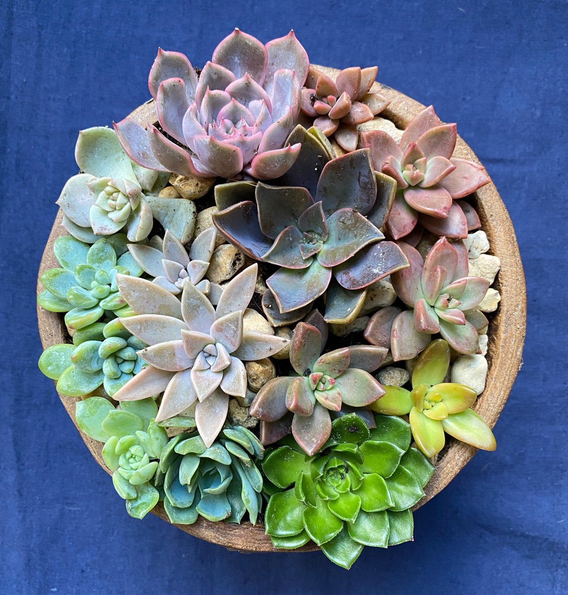 Emma Mitchell 💙 tweet media