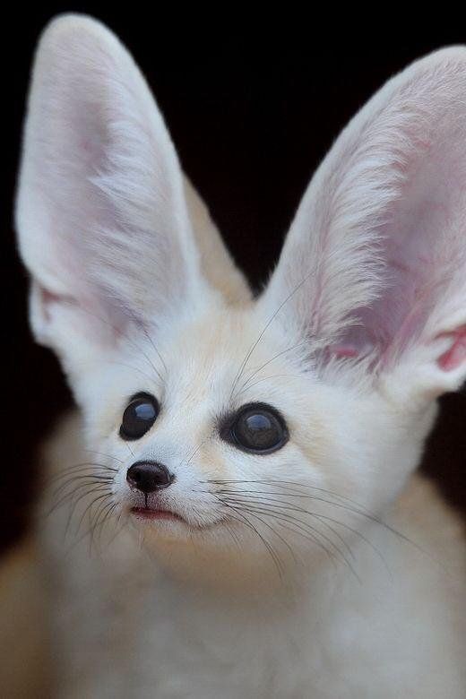 FennecFoxToken's tweet photo. https://t.co/PV61cKKsI3
