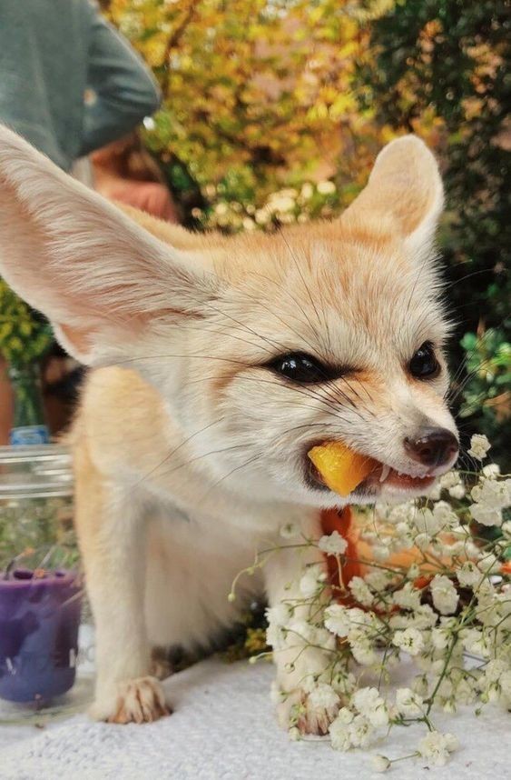 FennecFoxToken's tweet photo. https://t.co/xZBgkBjOlY