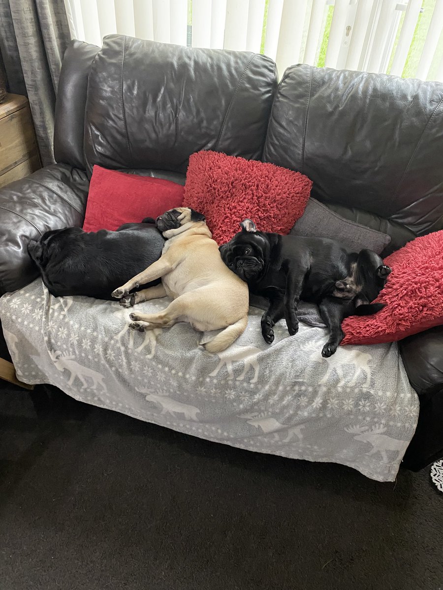 wilson82_wilson's tweet photo. State of em. Slobs. #shitdogs https://t.co/5KoqVgUmcj