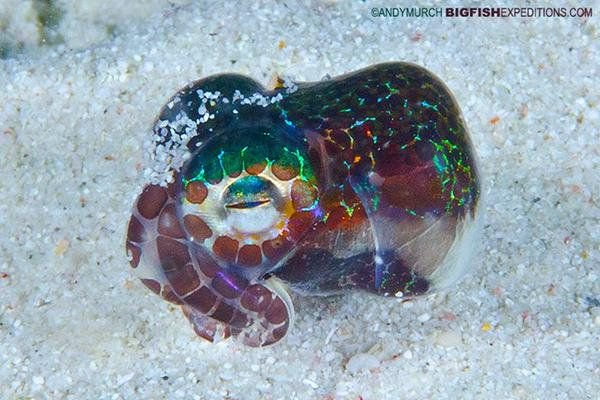 Weird_AnimaIs's tweet photo. Berry's bobtail squid catches prey with a bioluminescent organ in the gill cavity which emits just enough light to not reveal its silhouette.

(Photo Giovanna Fasanelli) https://t.co/Zu3AgvHsXp