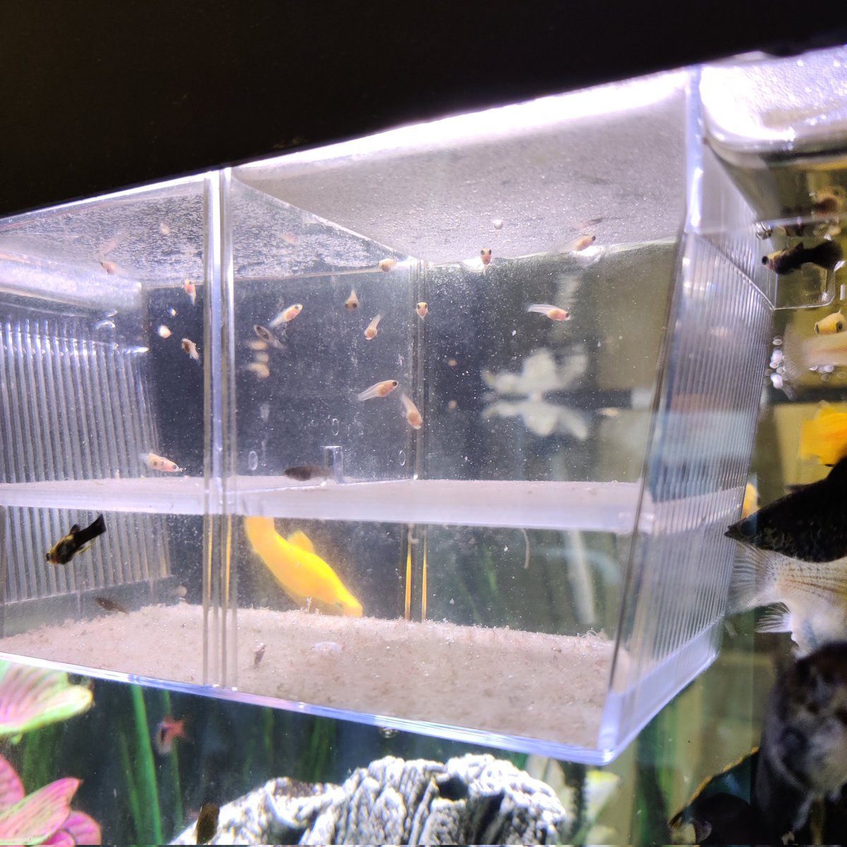 spangleit's tweet photo. Over the last couple of days, another 23 small fry in the tank,. Enter new party game at Christmas , save the babies from being eaten
#tropicalaquarium #tropicalfish #fryfish #babyfish https://t.co/wwMaoaPxrS
