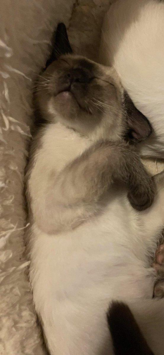 MouseSeal's tweet photo. Name now decided. Our newest boy will be named Wilf.  Can’t wait for him to come home at the end of January https://t.co/C11R61QVfT