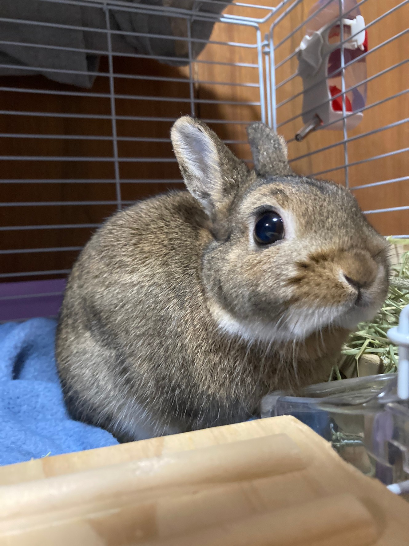 うさぎのうさお Usaokunusagi Twitter