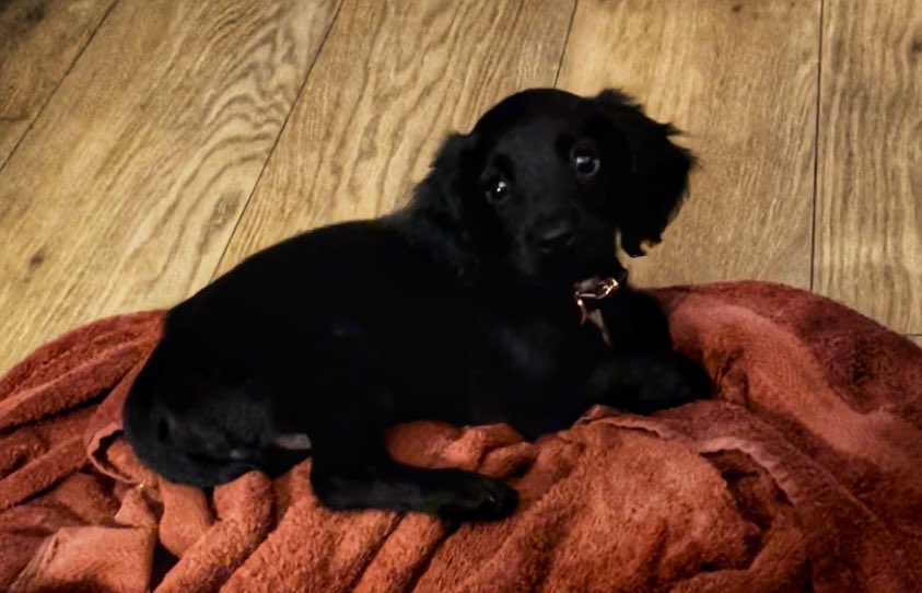 LeesVic's tweet photo. Introducing Max the sprocker, we said we would never have a puppy but he just sort of happened 🥰🐶 https://t.co/hwicn3IrVv
