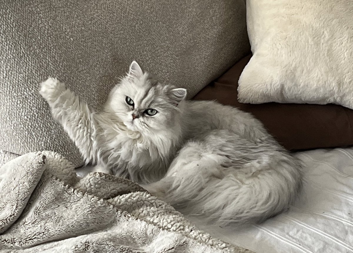 PCromeugnon's tweet photo. Je fait du chatnapé chartistique ! Et j’ai padutou mes griffes plantées dans le coussin … pi c’est mon chatnapé, je fait keskojeveu ! https://t.co/AC0w2OQGgR