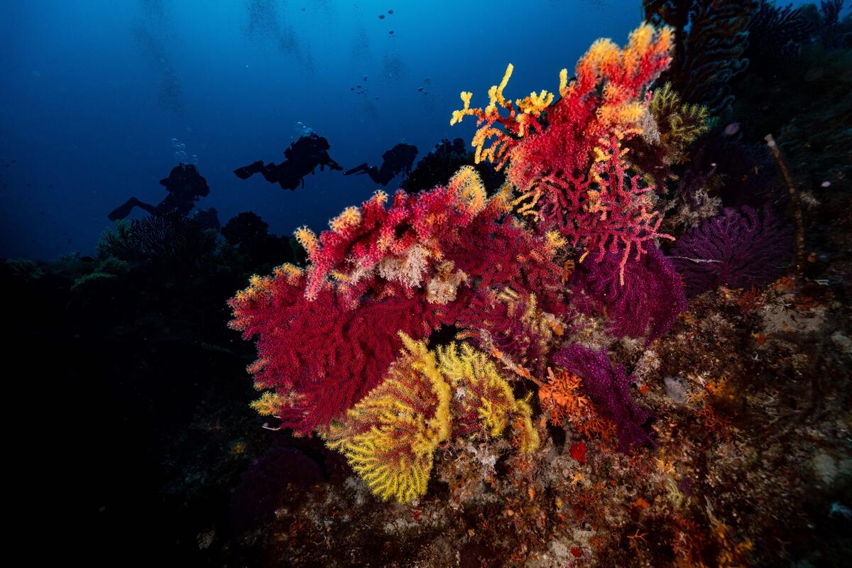 Greenpeace International tweet media