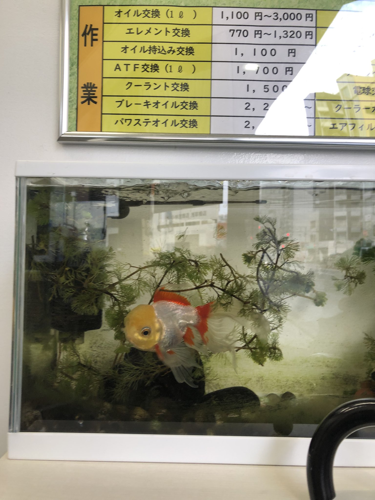 豊田メル レンタカー屋さんの金魚 お祭りの金魚すくいですくってきた金魚だそうで 最初は小さい普通の金魚だったけど 成長するにつれて脳みそも大きくなったらしい T Co 7ovwdfnvbs Twitter