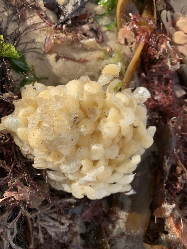 Peter Iveson tweet media