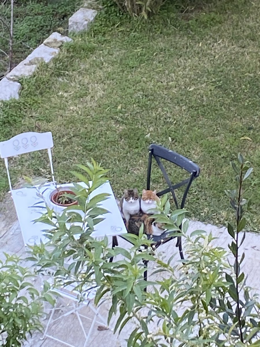 jonasforrest66's tweet image. Les trois frères un dimanche à #Beitchabeb :)