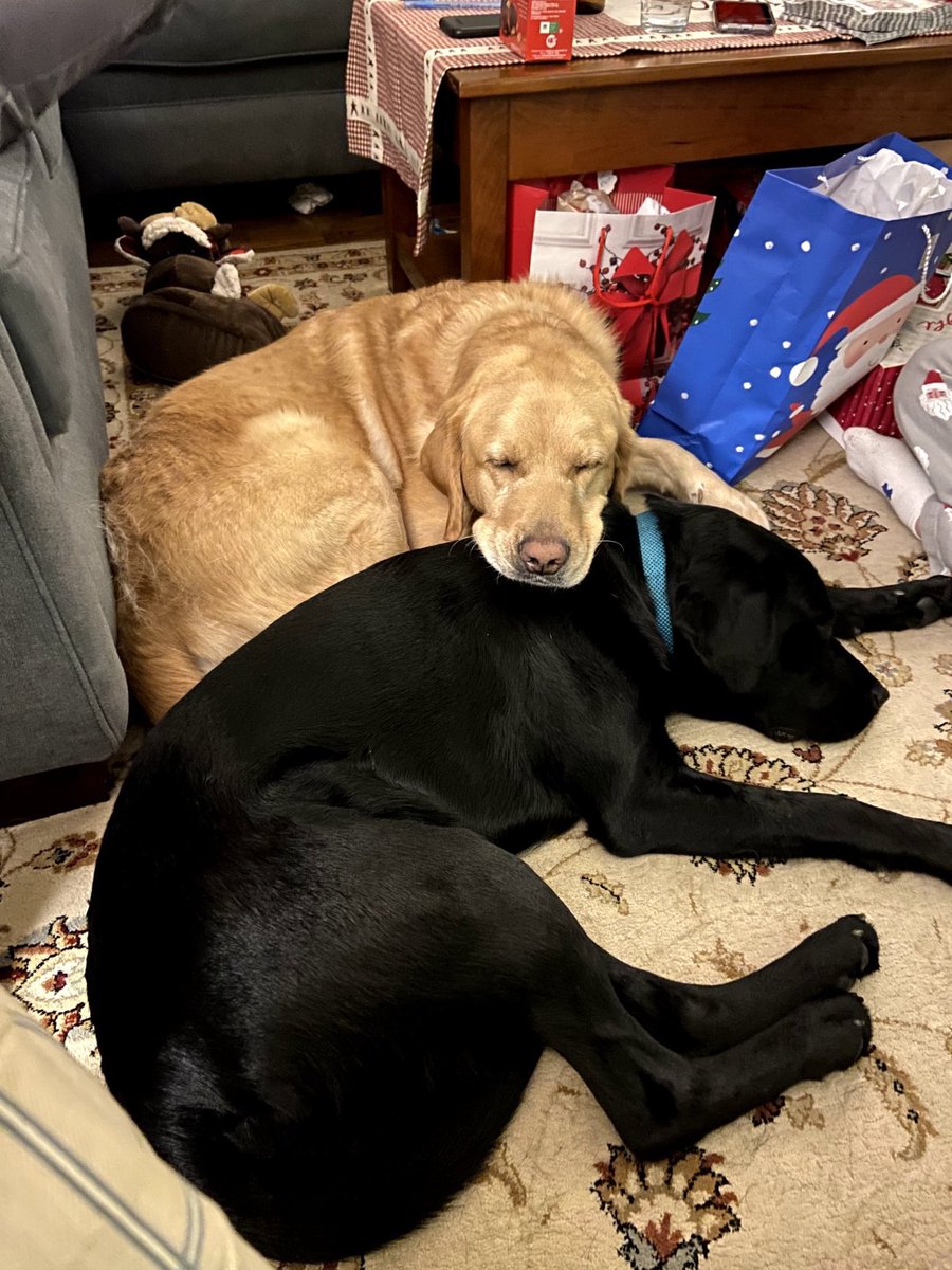 franklinneads's tweet photo. Day after Christmas mood. I hope you had a fun filled holiday and that you get to catch up on your rest for the rest of the break! ๐๐ด #wheelockians #medfieldps. #NEADSdogs https://t.co/DKnEq81TmQ