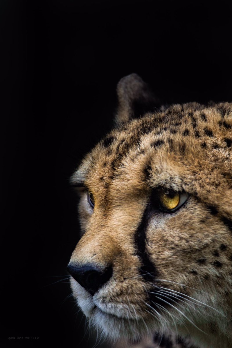 OleePrince's tweet photo. #anotherworld  #natureonly #nature_brilliance #naturewalk #naturephotography #wildlife #netgeo #netgeowild #wilderness #wildlifeart #wildlifephotography #earthcapture #cuteanimals #animals #animallovers #animallove #exclusive_wildlife #animalinworld #earth #amazingphotohunter https://t.co/2ZB6t66D6s